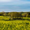 Traitement des pesticides des eaux
