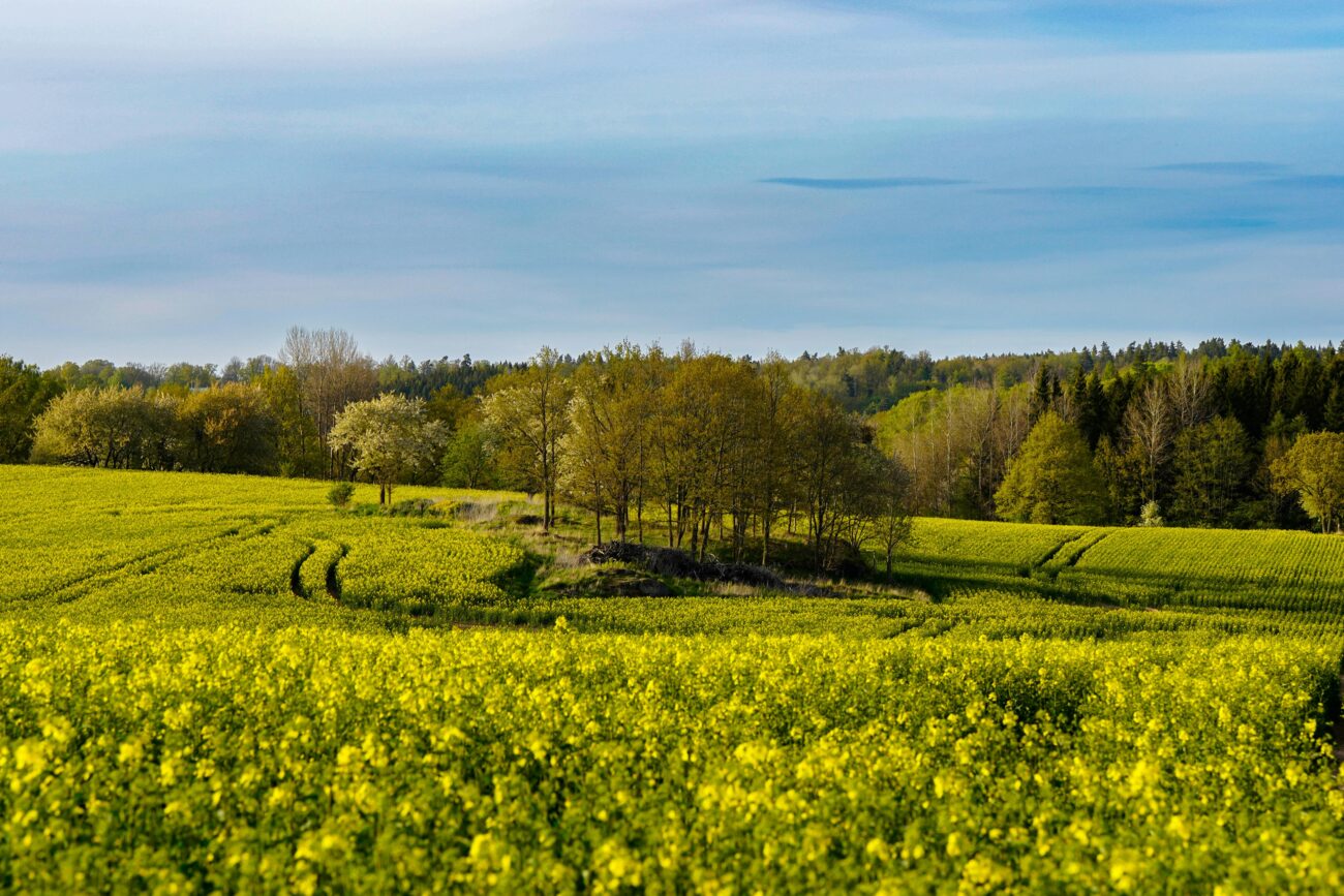 Traitement des pesticides des eaux